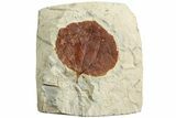 Fossil Leaf (Zizyphoides) - Montana #223821-1